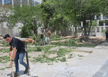 En el centro de Playa del Carmen retiran 4 árboles