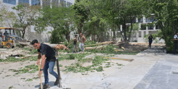 En el centro de Playa del Carmen retiran 4 árboles