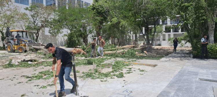 En el centro de Playa del Carmen retiran 4 árboles