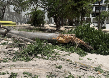 MOCE Yax Cuxtal crítica traslado inadecuado de ceibas en Playa del Carmen
