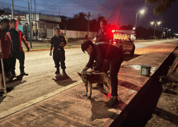 En zona sur de Kantunilkín denuncian envenenamiento de perros