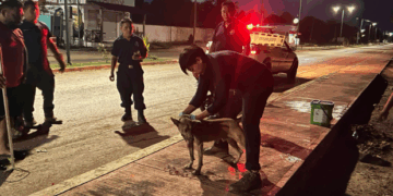 En zona sur de Kantunilkín denuncian envenenamiento de perros