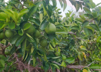 Inspectores de Imoveqroo exigen cuotas a productores de limón, denuncian