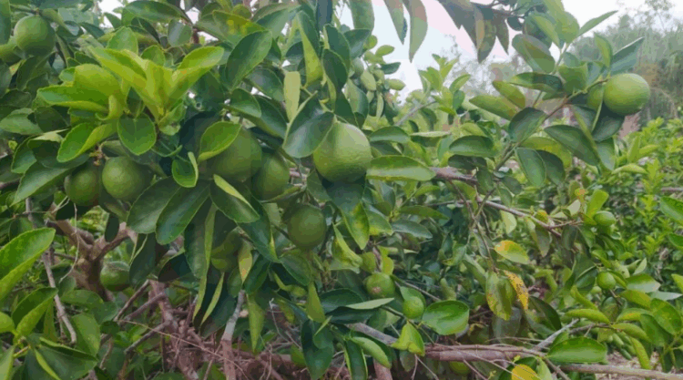 Inspectores de Imoveqroo exigen cuotas a productores de limón, denuncian