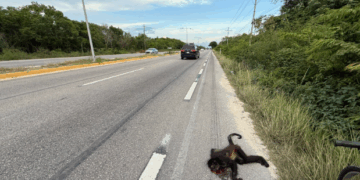 Mono araña muere atropellado en la carretera federal Playa del Carmen-Tulum