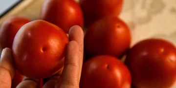 EE.UU. anuncia arancel de 17.09% al jitomate mexicano