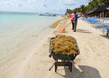 Clasifican oficialmente al sargazo como ‘recurso pesquero’