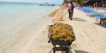 Clasifican oficialmente al sargazo como ‘recurso pesquero’