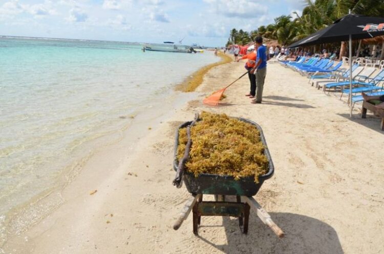 Clasifican oficialmente al sargazo como ‘recurso pesquero’