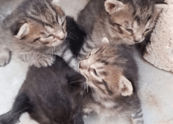 Quintana Roo tiene un estimado de 180 mil perros y gatos callejeros