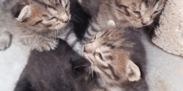 Quintana Roo tiene un estimado de 180 mil perros y gatos callejeros