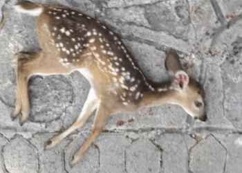 Anuncian revocación de permisos a proyecto de Playacar, tras muerte de venados