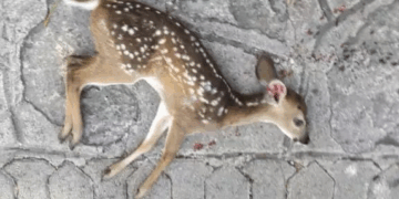 Anuncian revocación de permisos a proyecto de Playacar, tras muerte de venados