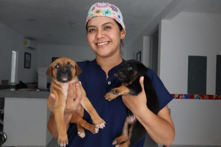 Centro de Bienestar Animal de Isla Mujeres brinda servicios accesibles para mascotas durante toda la semana