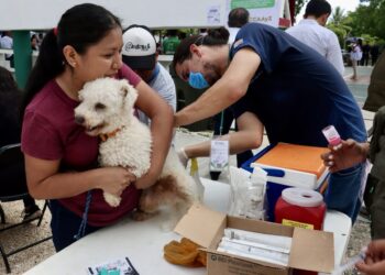 Arranca Puerto Morelos intensa Campaña de Vacunación Antirrábica
