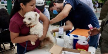 Arranca Puerto Morelos intensa Campaña de Vacunación Antirrábica