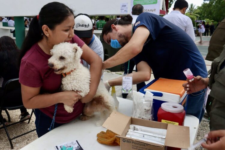 Arranca Puerto Morelos intensa Campaña de Vacunación Antirrábica