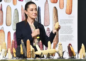 CSP anuncia plan para blindar variedades nativas de maíz; adelanta banco de germoplasma