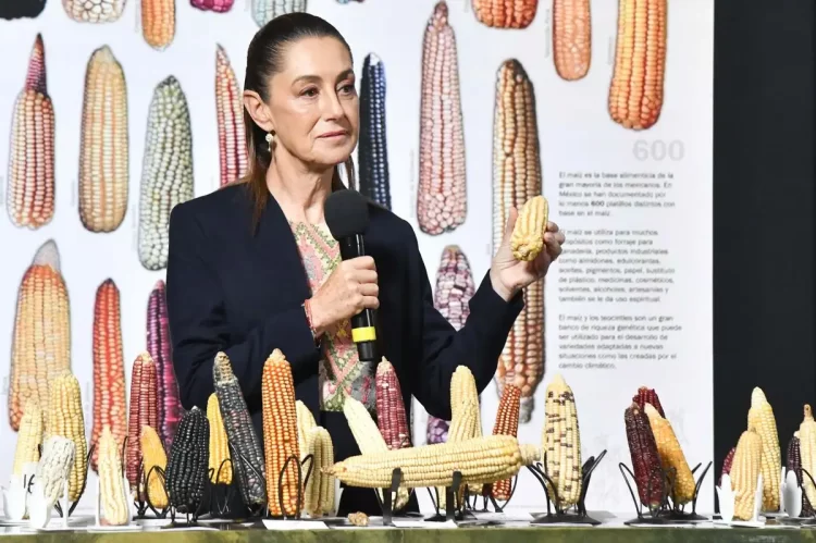 CSP anuncia plan para blindar variedades nativas de maíz; adelanta banco de germoplasma