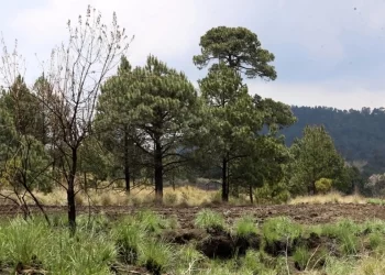 México importa productos forestales pese a su riqueza en bosques: PVEM