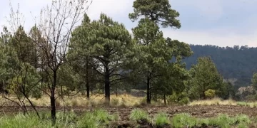 México importa productos forestales pese a su riqueza en bosques: PVEM