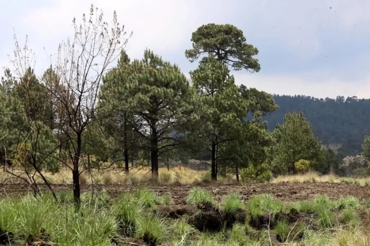 México importa productos forestales pese a su riqueza en bosques: PVEM