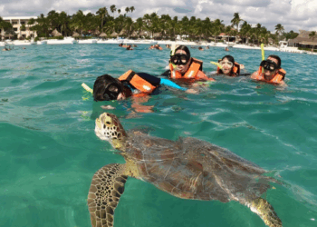 Rinde frutos, plan de manejos de tortugas en Akumal