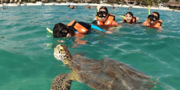 Rinde frutos, plan de manejos de tortugas en Akumal