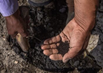 Publican en el DOF la estructura y organización de la Productora de Semillas para el Bienestar