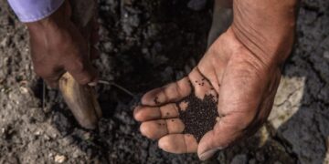 Publican en el DOF la estructura y organización de la Productora de Semillas para el Bienestar