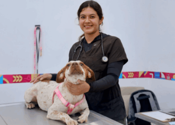 Gobierno de Isla Mujeres refuerza acciones para proteger a los animales