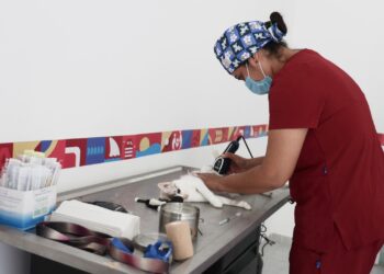 Gobierno de Isla Mujeres realiza jornada especial de esterilización en el Centro de Bienestar Animal