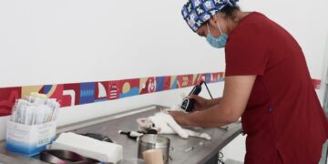 Gobierno de Isla Mujeres realiza jornada especial de esterilización en el Centro de Bienestar Animal