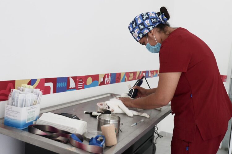 Gobierno de Isla Mujeres realiza jornada especial de esterilización en el Centro de Bienestar Animal