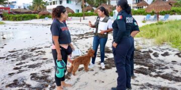 Promueven en Puerto Morelos la tenencia y custodia responsable de mascotas