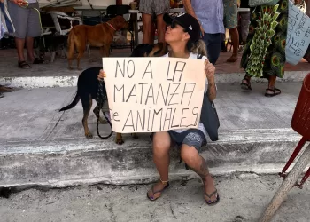 Juntan firmas en Holbox en protesta por envenenamiento de animales