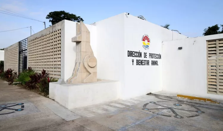 Chucho Pool exige aclarar paradero de mascotas tras cierre de Bienestar Animal en Cancún