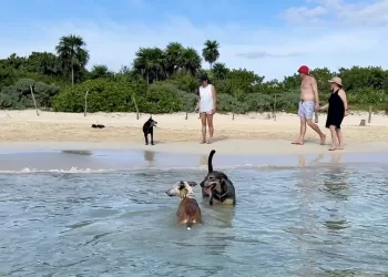 Crece demanda de accesos ‘pet friendly’ en Playa del Carmen