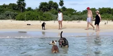 Crece demanda de accesos ‘pet friendly’ en Playa del Carmen