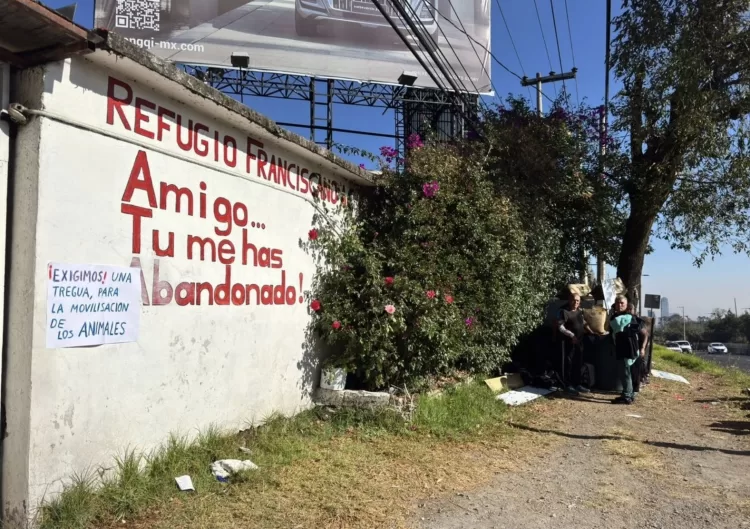 Fundación atiende a miles de perros y gatos desalojados de Refugio Franciscano