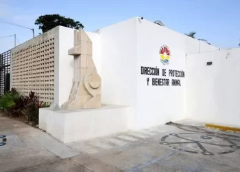 Niegan sacrificio masivo de perros en Centro de Bienestar Animal de Cancún