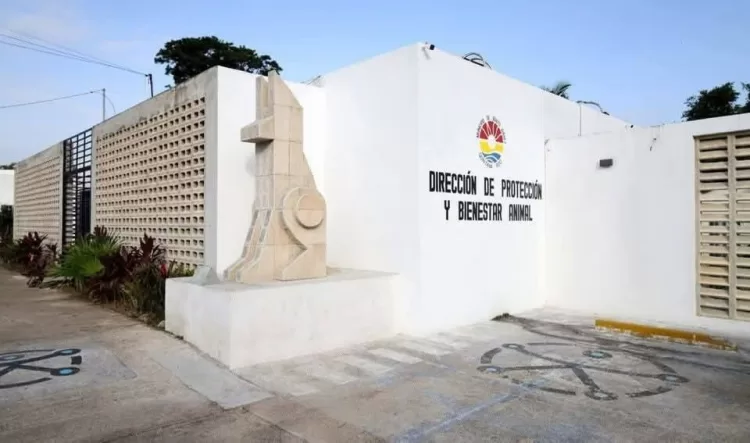 Niegan sacrificio masivo de perros en Centro de Bienestar Animal de Cancún