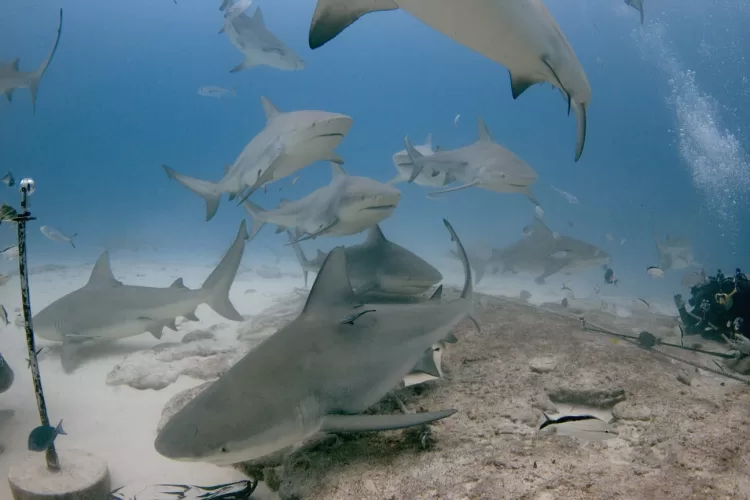 Propondrá Playa del Carmen nombrar a nuevos tiburones toro