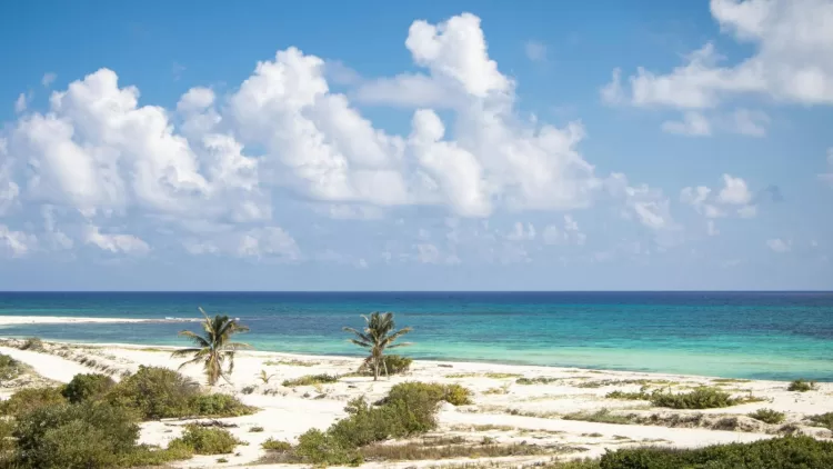 Advierte Greenpeace que proyecto en Cozumel traerá daño ambiental permanente