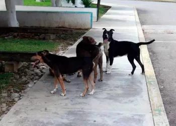 Estiman población de 200 mil perros callejeros en Cancún