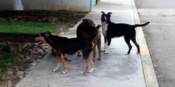 Estiman población de 200 mil perros callejeros en Cancún