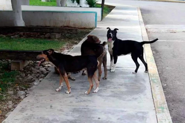 Estiman población de 200 mil perros callejeros en Cancún
