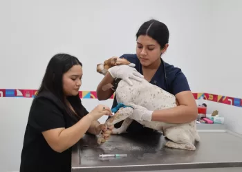 Gobierno Municipal llama a extremar precauciones con las mascotas para prevenir el parásito ‘Gusano del Corazón’