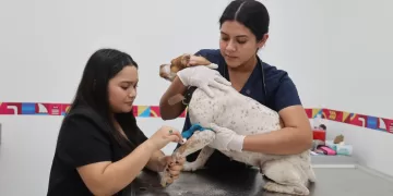 Gobierno Municipal llama a extremar precauciones con las mascotas para prevenir el parásito ‘Gusano del Corazón’