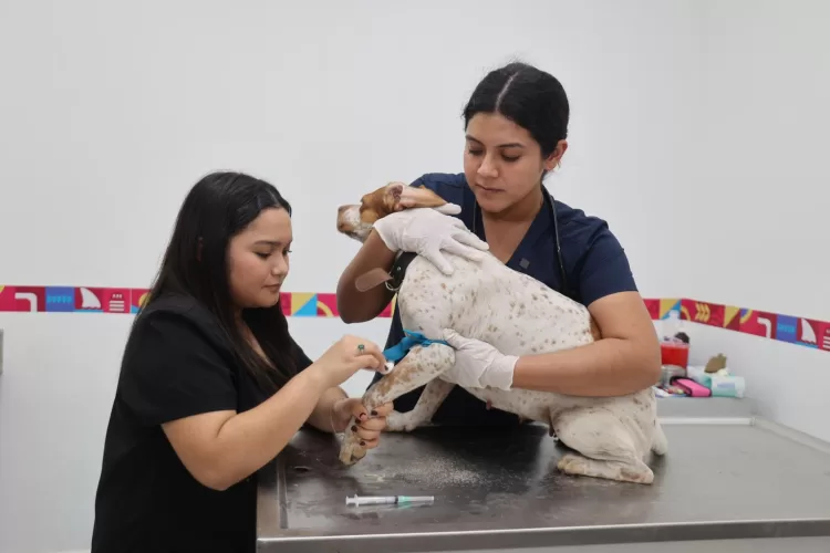 Gobierno Municipal llama a extremar precauciones con las mascotas para prevenir el parásito ‘Gusano del Corazón’